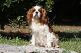 CAVALIER KING CHARLES 596
